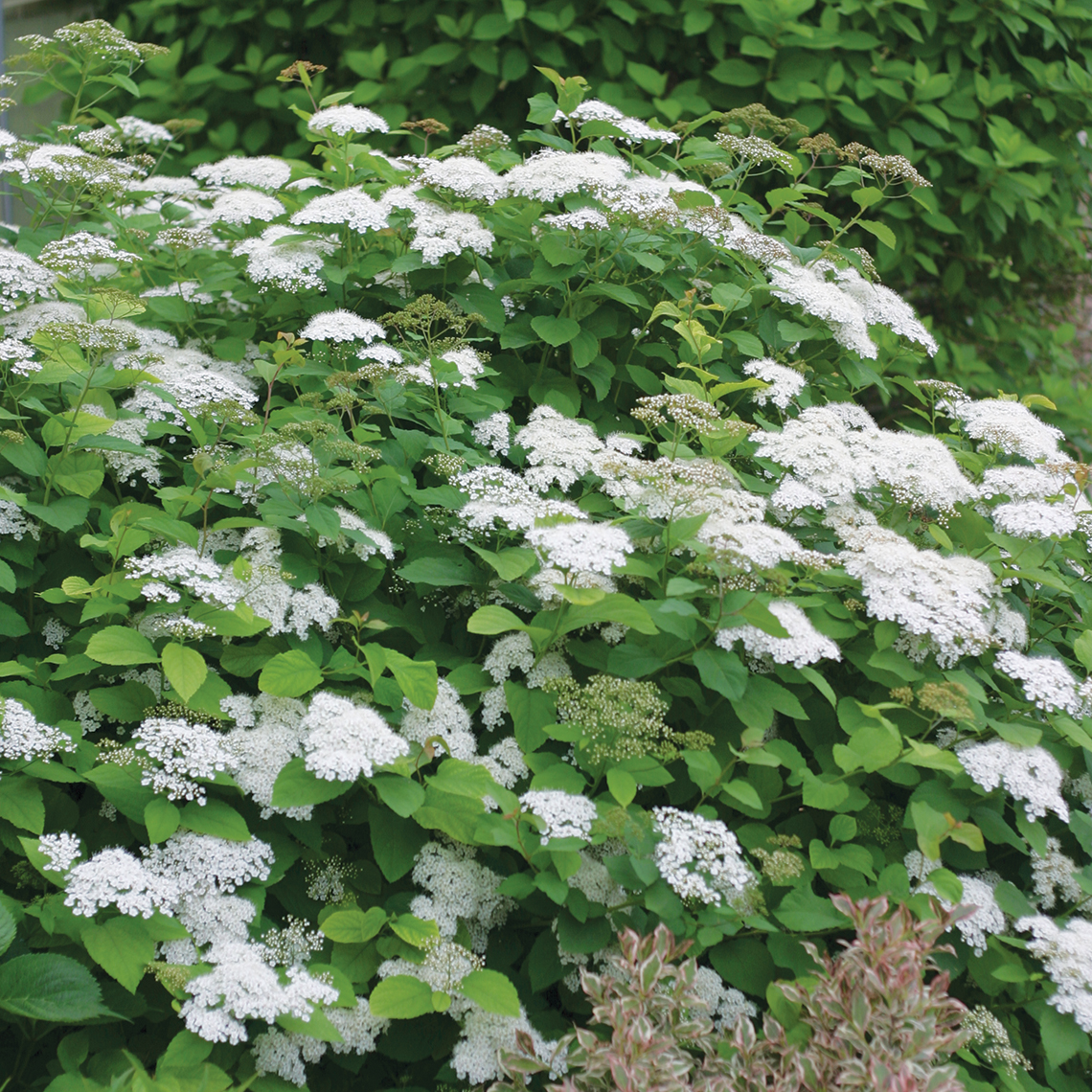 Snow Storm Spiraea Spring Meadow wholesale liners Spring Meadow